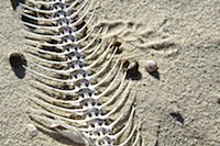 canstockphoto1347349